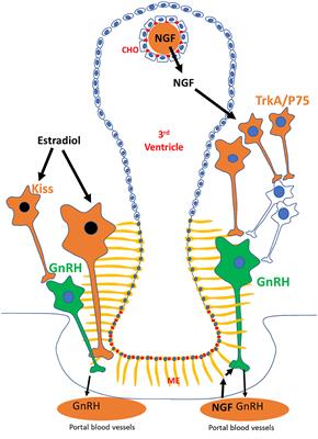 Differential Effects of Estradiol on Reproductive Function in Camelids